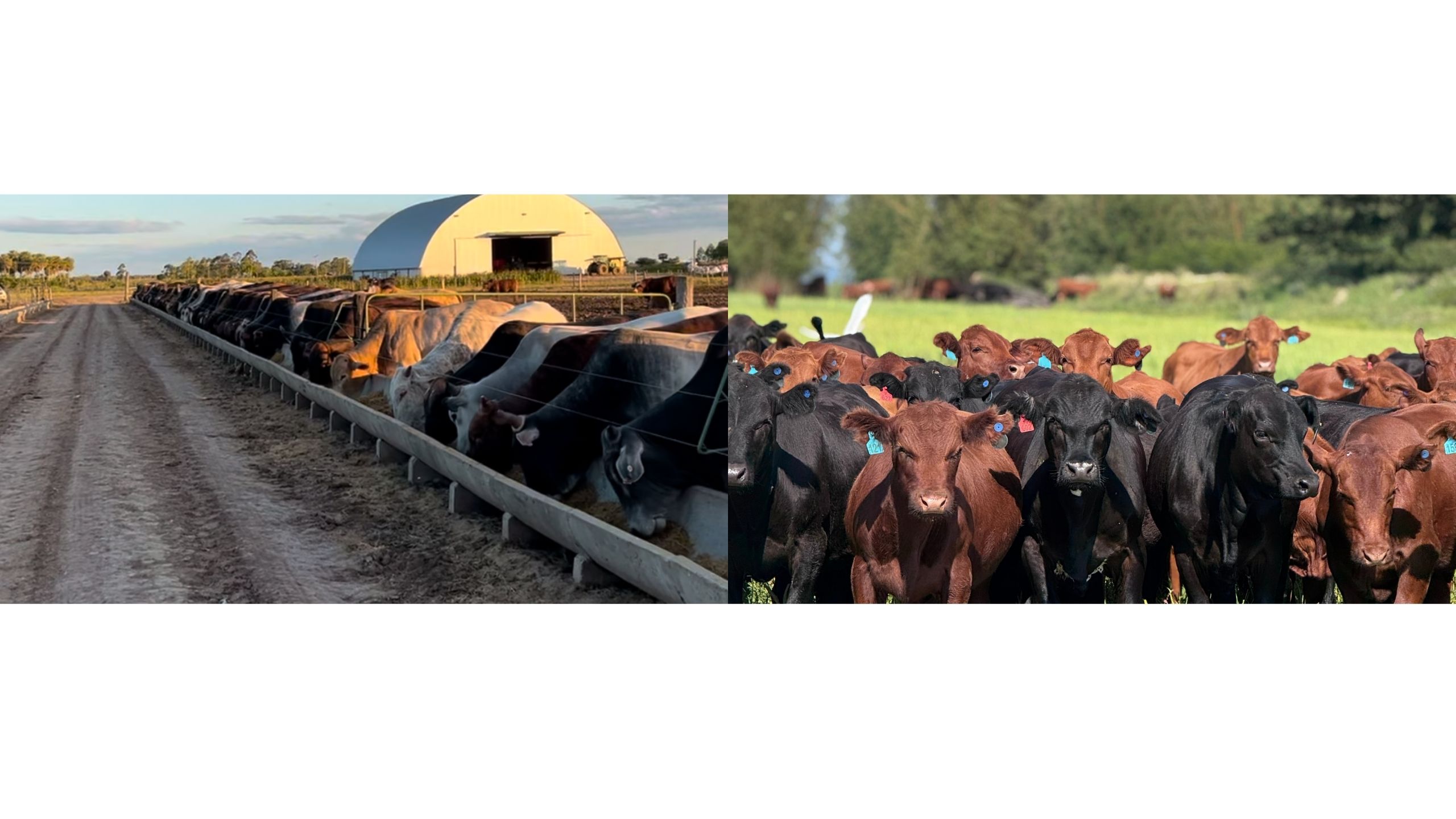 engorda: a pasto ou confinado?
