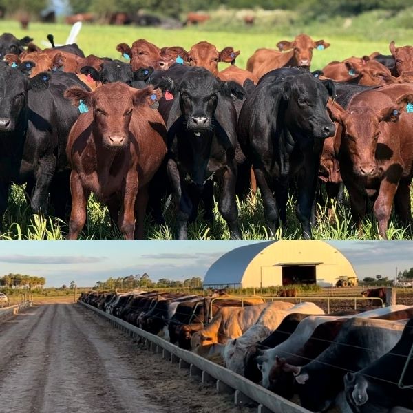 engorda: a pasto ou confinado?